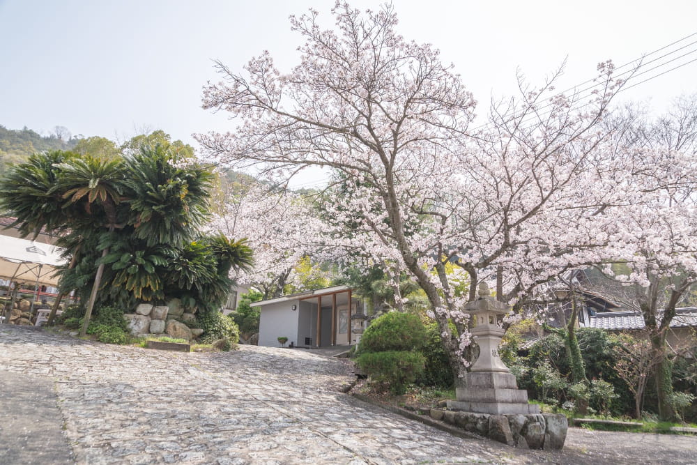 白雲大社参道の桜