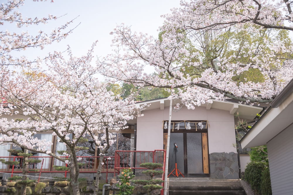 白雲大社会館前の桜