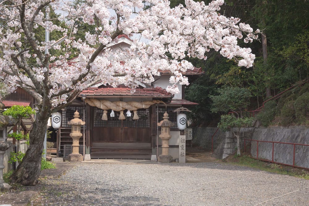 白雲大社駐車場の桜
