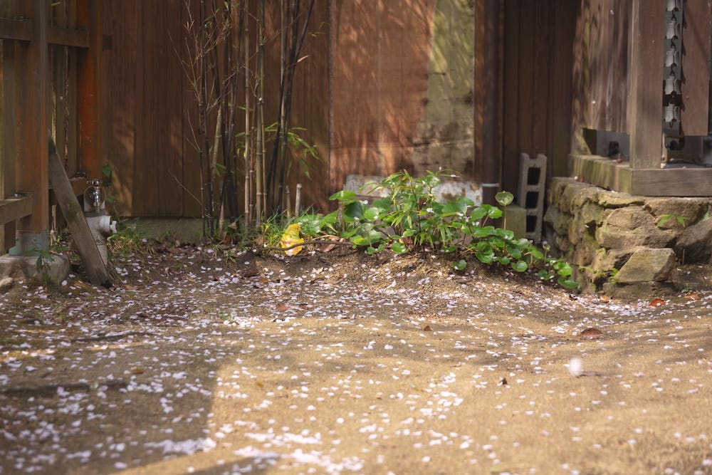白雲大社の美保ゑびす宮の桜