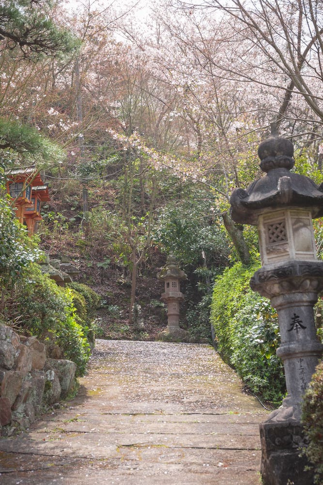 白雲大社の参道の桜
