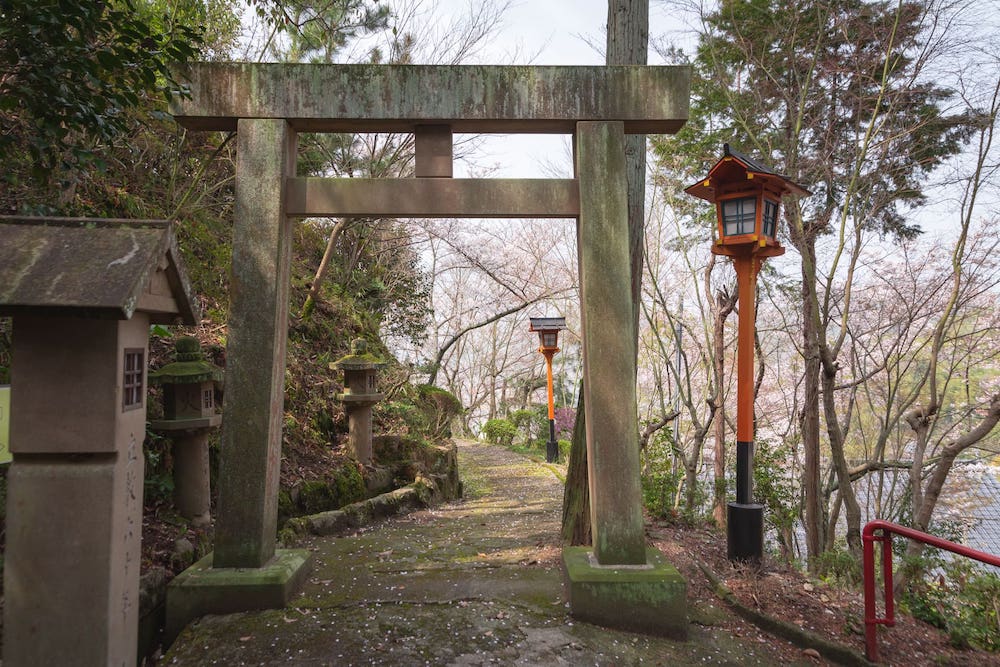白雲大社の参道の桜