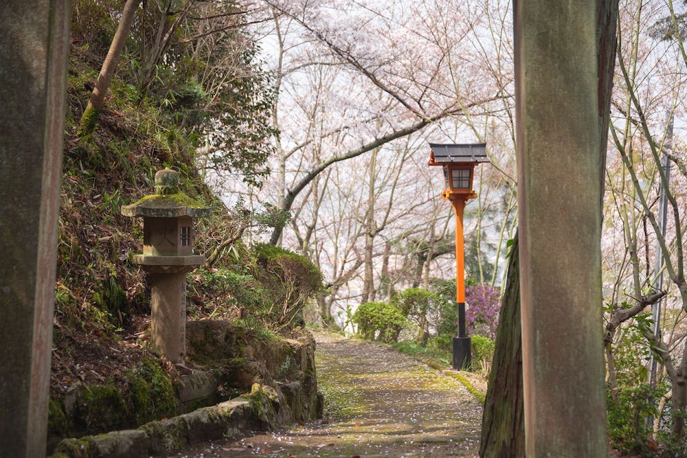 白雲大社の参道の桜