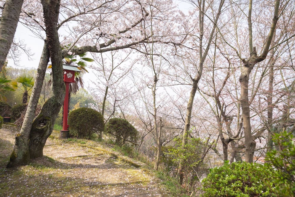 白雲大社の参道の桜