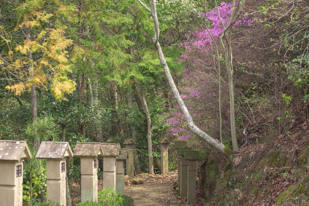 白雲大社の参道のツツジ