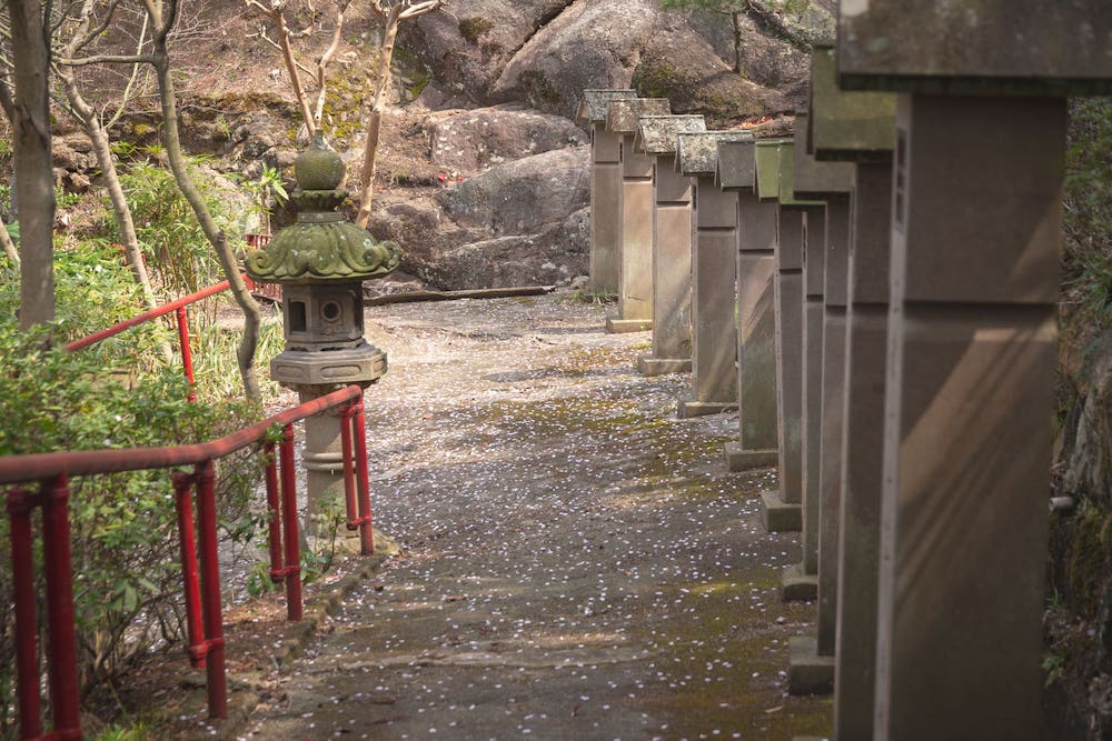 白雲大社の参道の桜