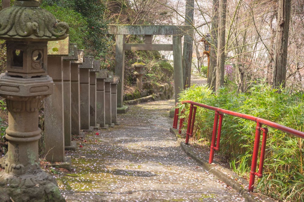 白雲大社の参道の桜