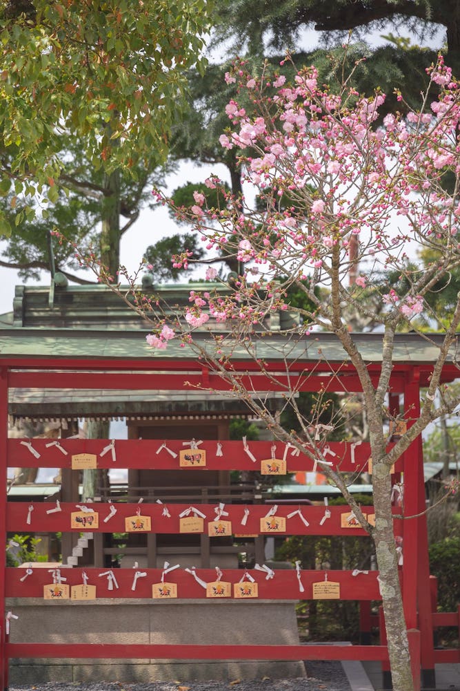 白雲大社の八重桜