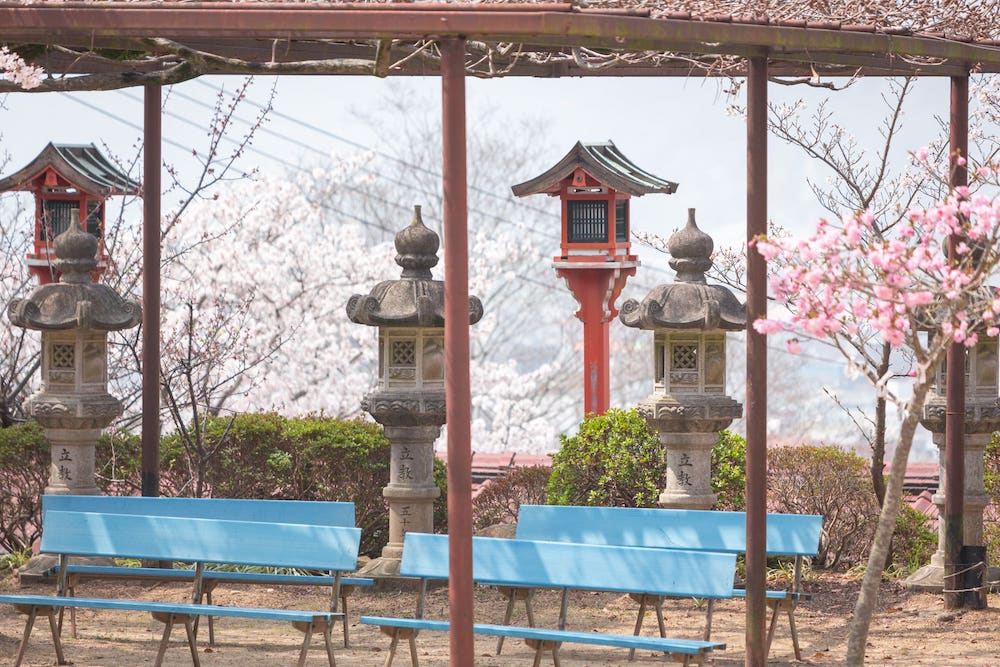 白雲大社の八重桜