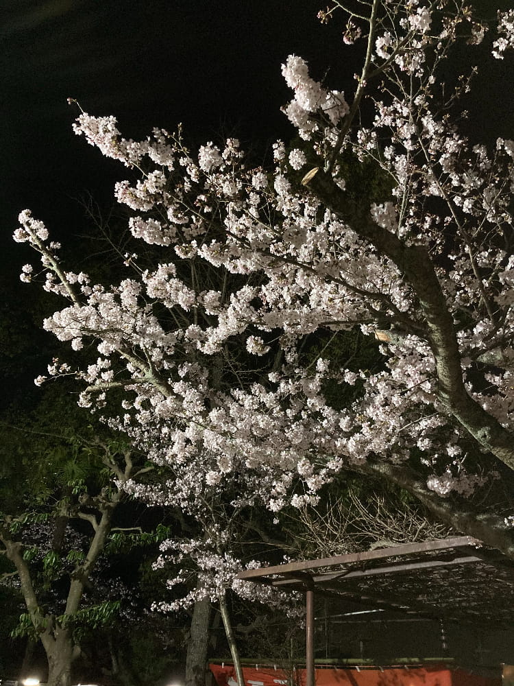 白雲大社のライトアップ