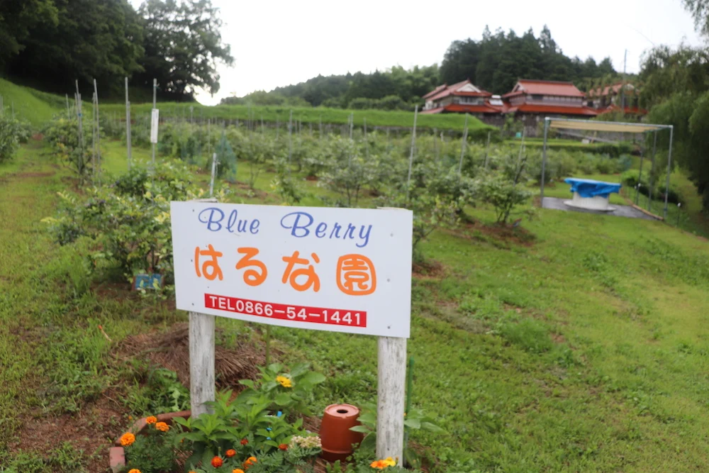 吉備中央町「はるな園」ブルーベリー狩り