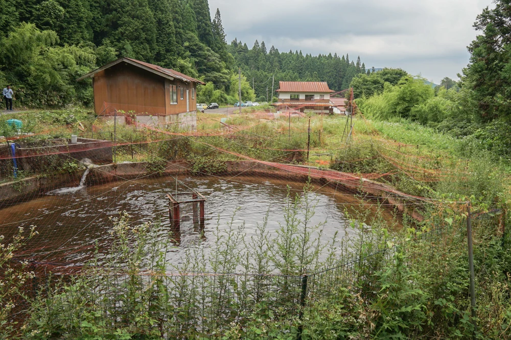 アマゴ養殖場見学4
