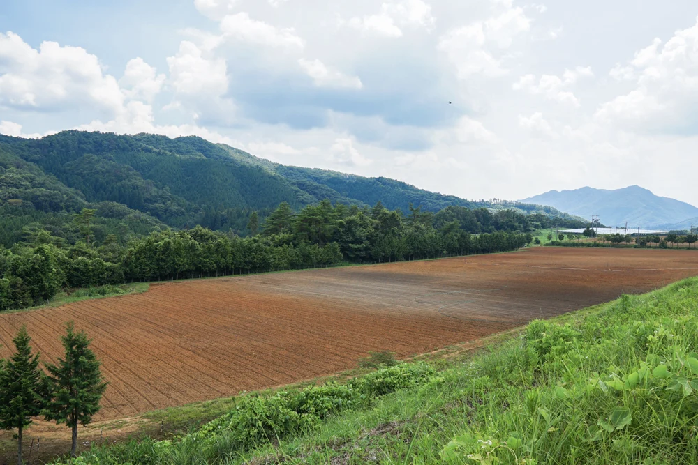 ぶどう畑風景5