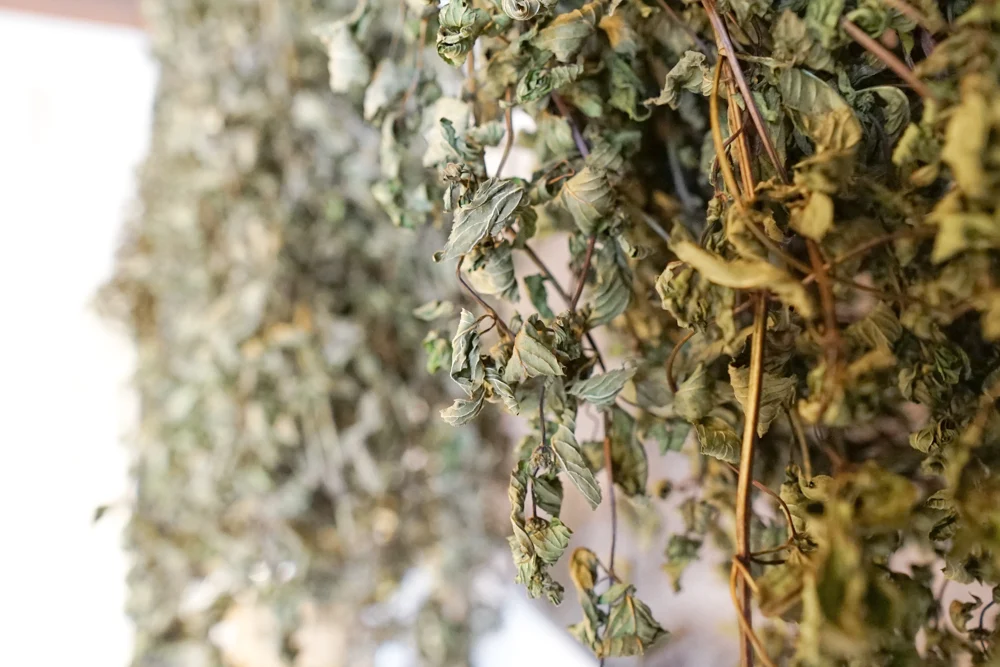 倉敷薄荷店内1