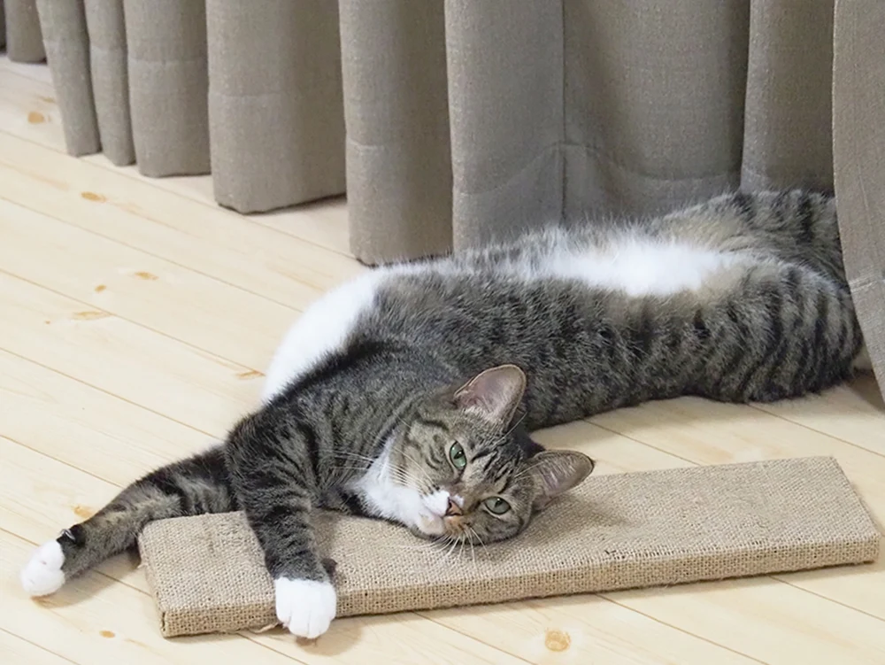 こばんの飼い猫レイちゃん