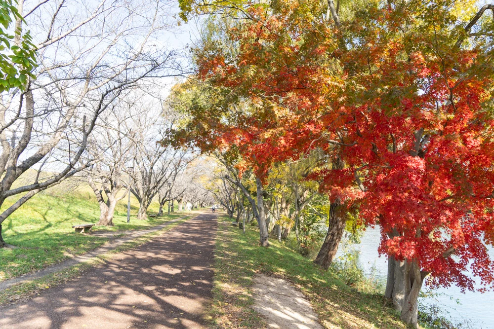 護岸は遊歩道となっている