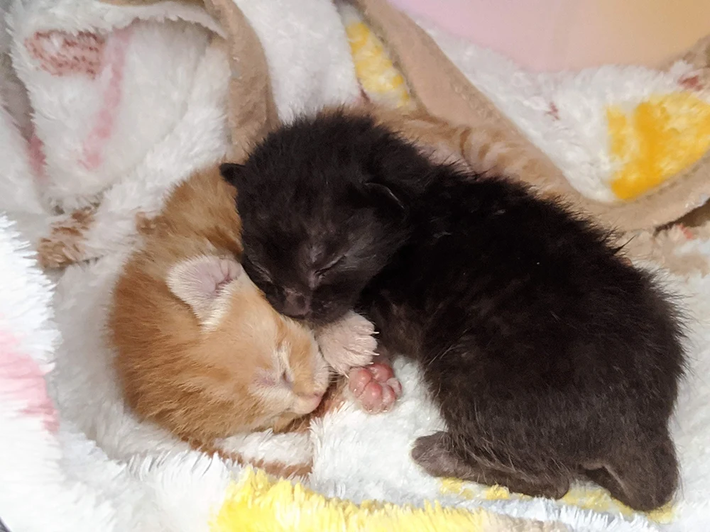 提供:倉敷猫まもりの会