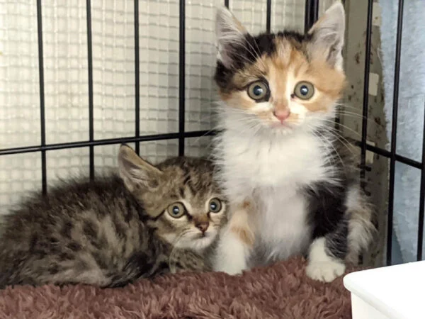 倉敷猫まもりの会 ～ 不幸な猫を減らし、人と猫が共存できる街を目指して