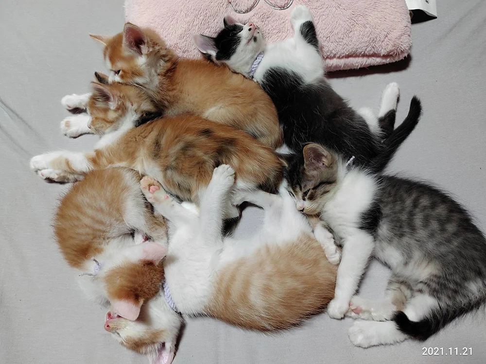 提供:倉敷猫まもりの会