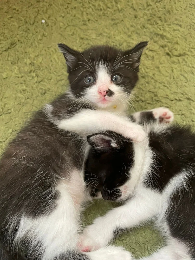 提供:倉敷猫まもりの会