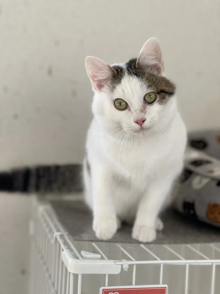 提供:倉敷猫まもりの会