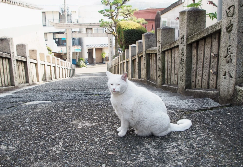 猫ちゃん