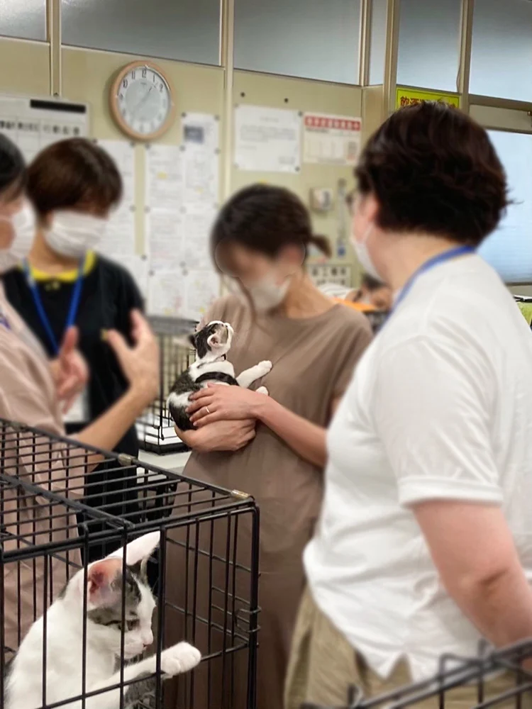 譲渡会の様子 提供:倉敷猫まもりの会