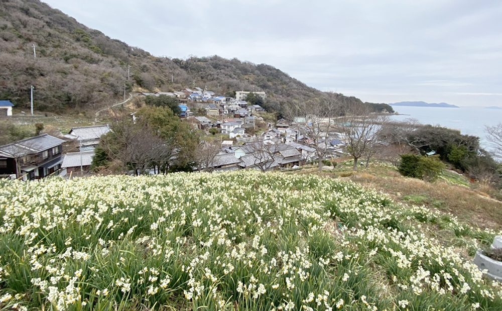 六島水仙
