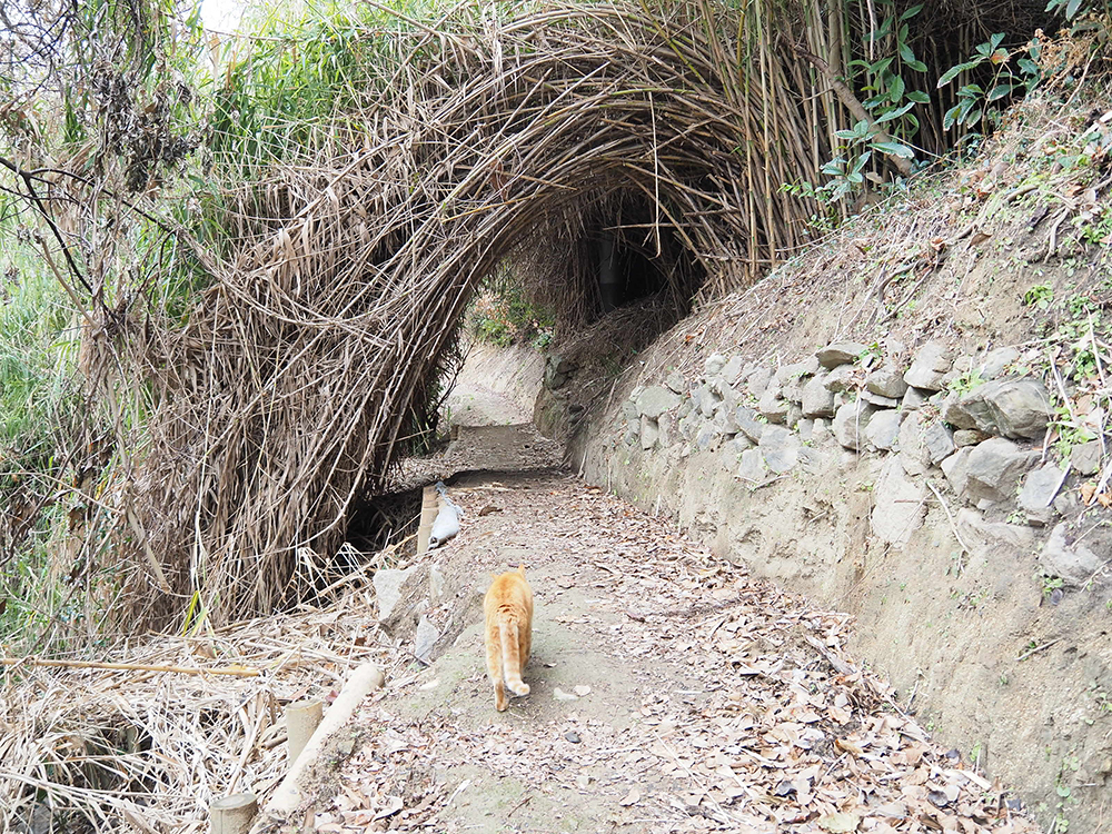 六島水仙