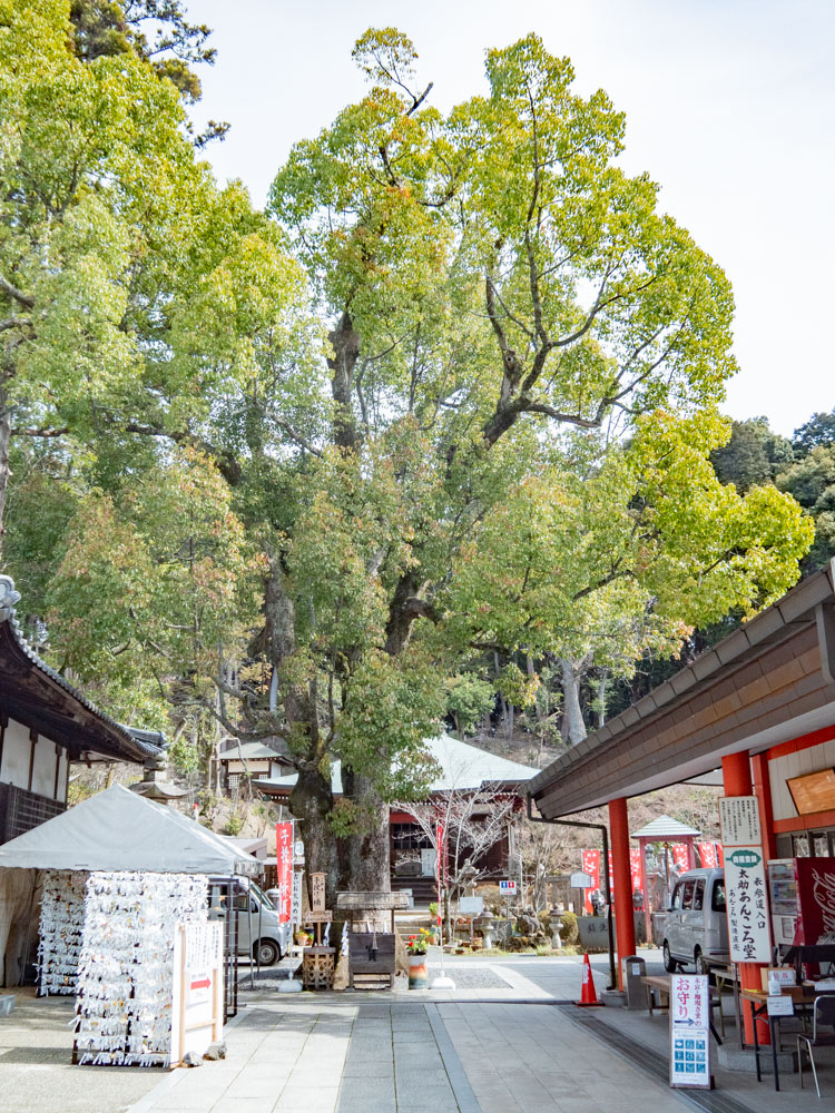 由加神社本宮:子授けの神木