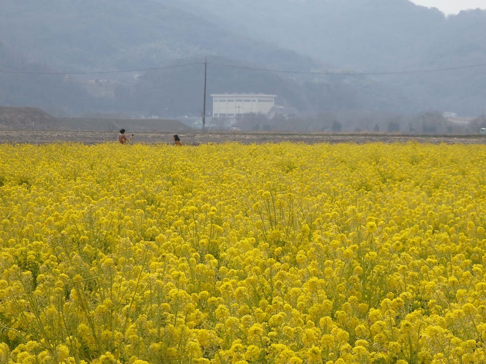 2022年3月4日撮影