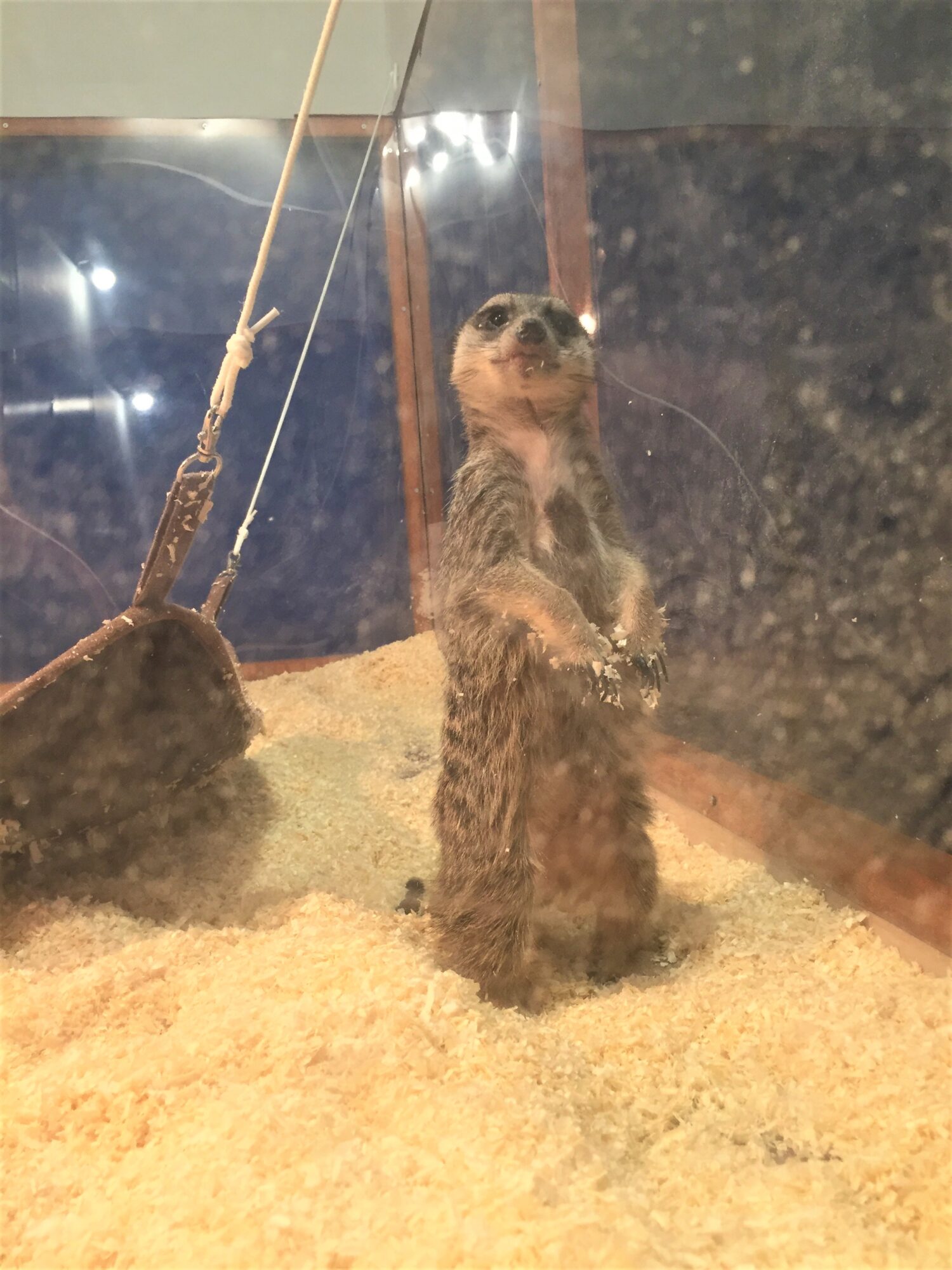 ミーアキャット