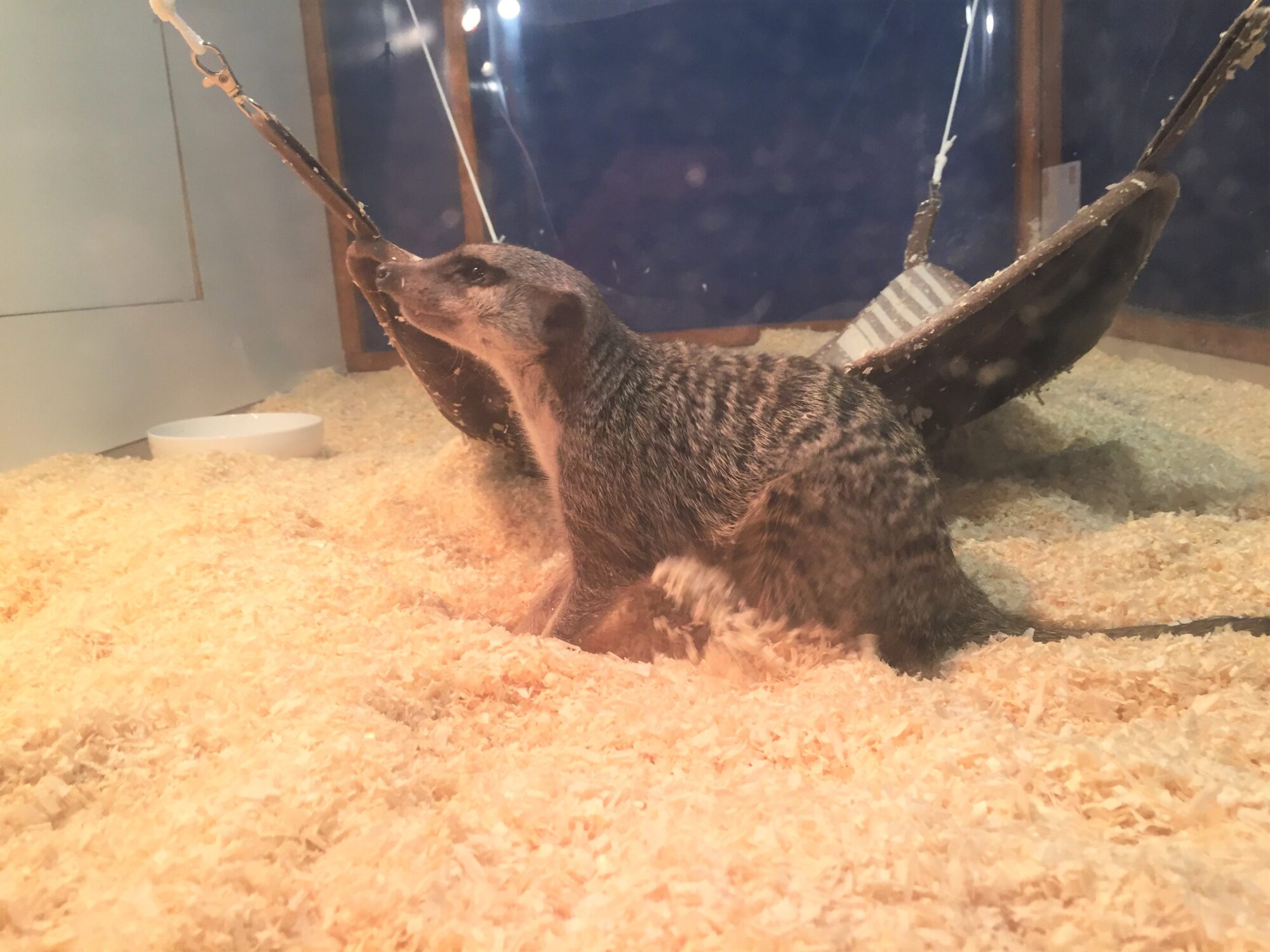 ミーアキャット