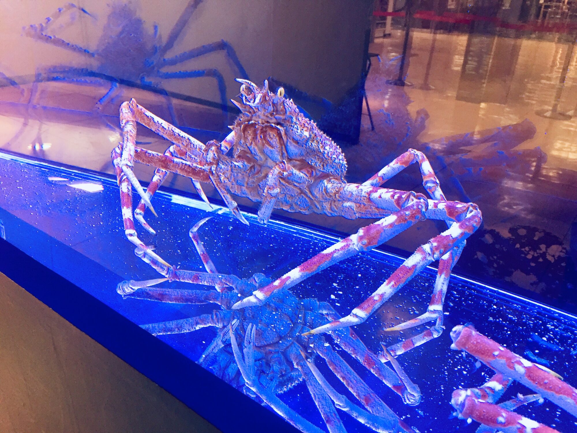 アカシアカニ
