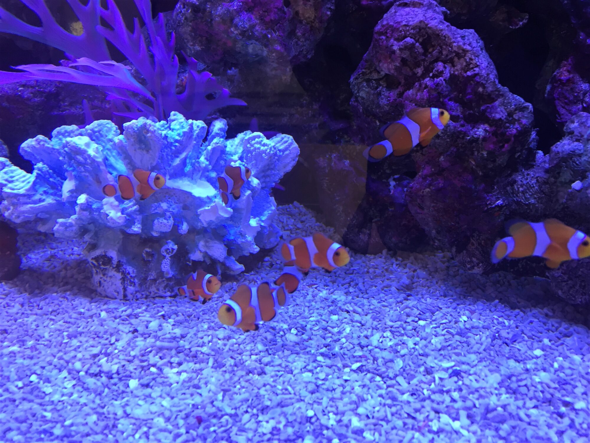 クマノミ