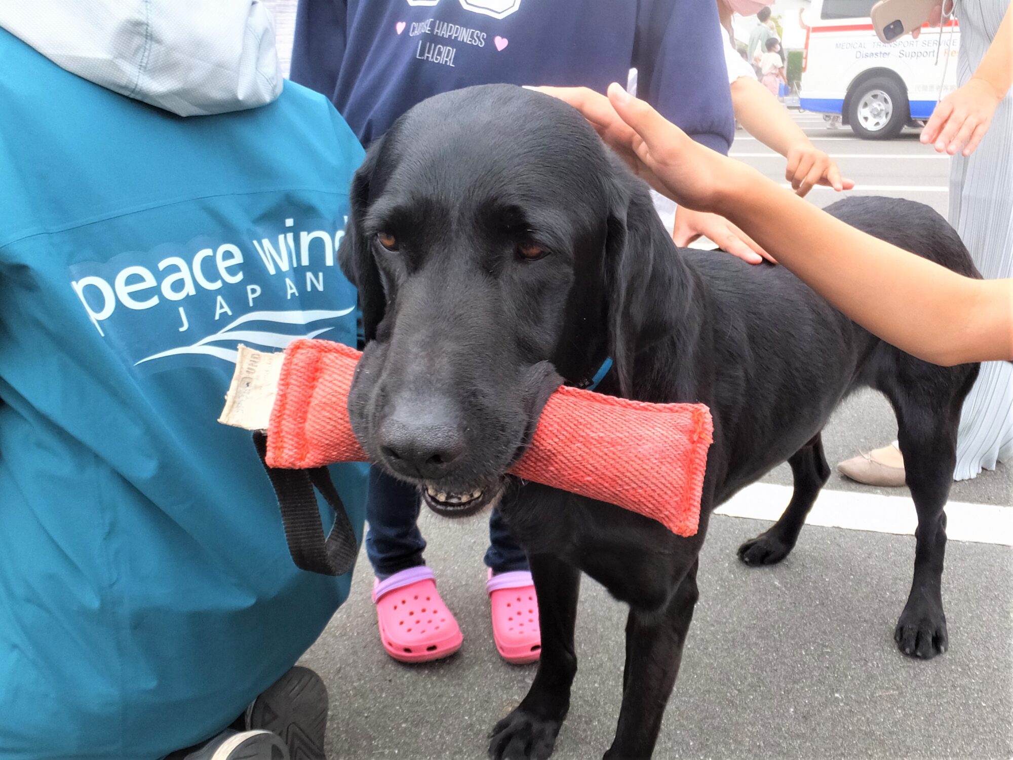 災害救助犬ショー　得意げなルートくん