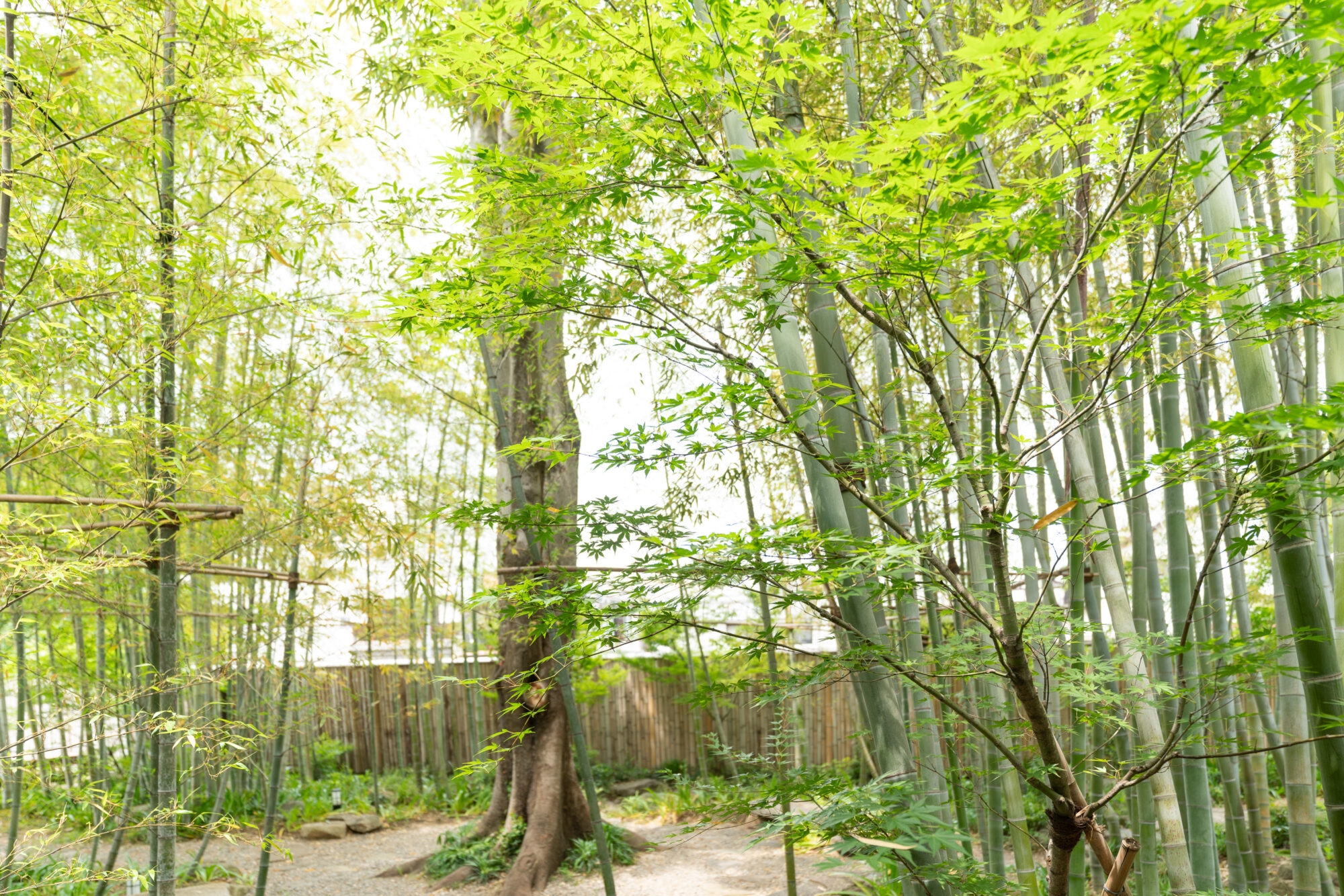 竹林散策庭園