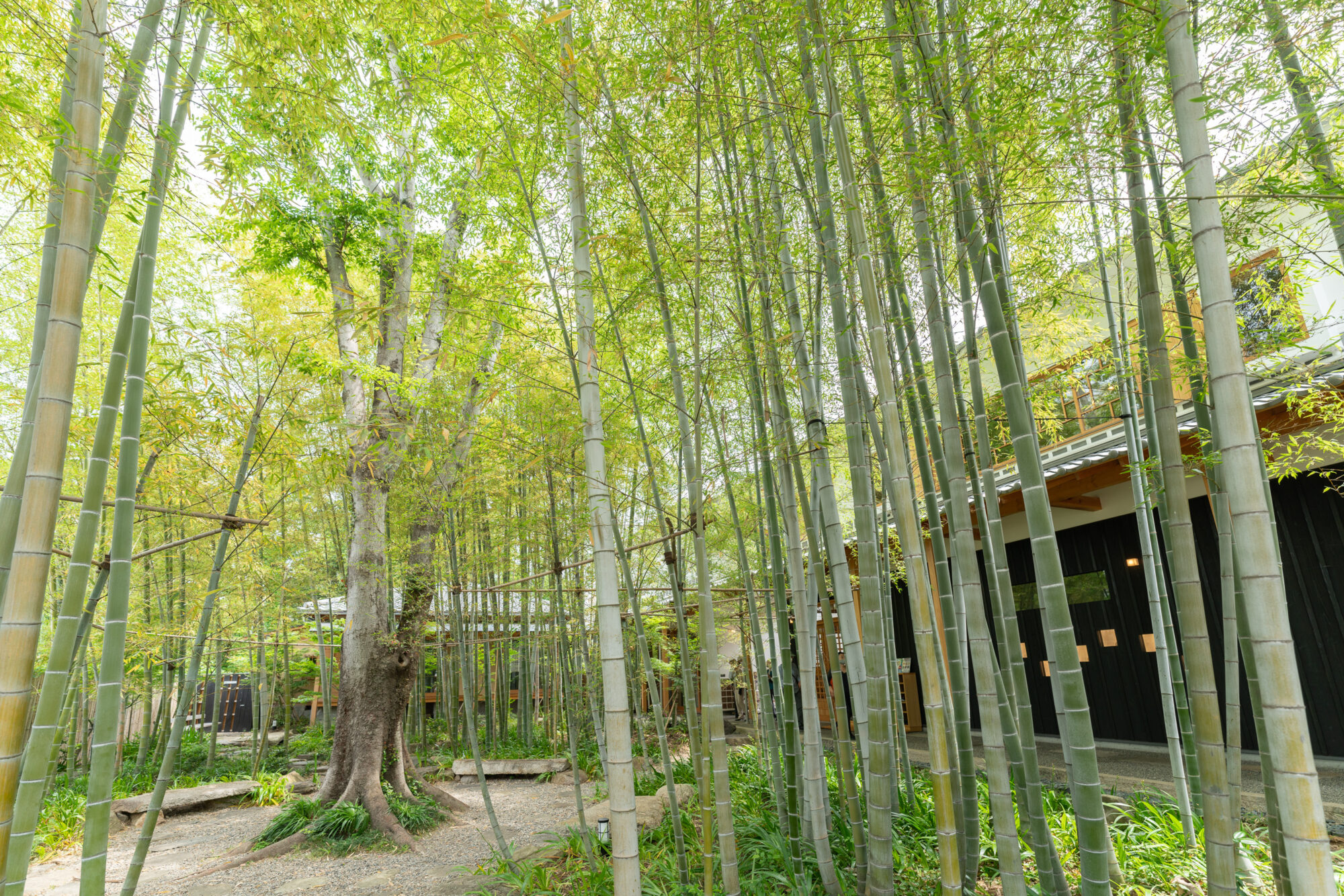 竹林散策庭園