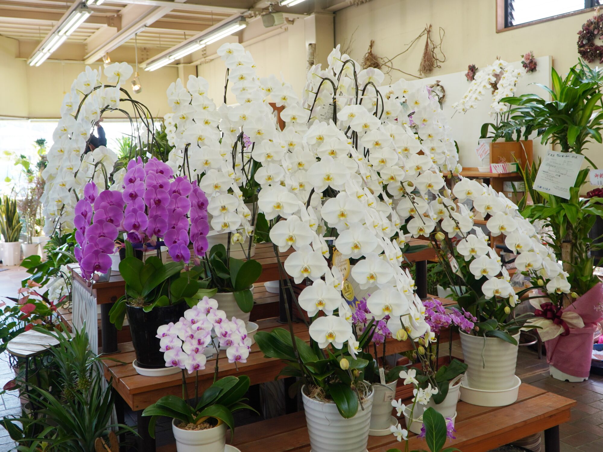 宮原生花店_胡蝶蘭