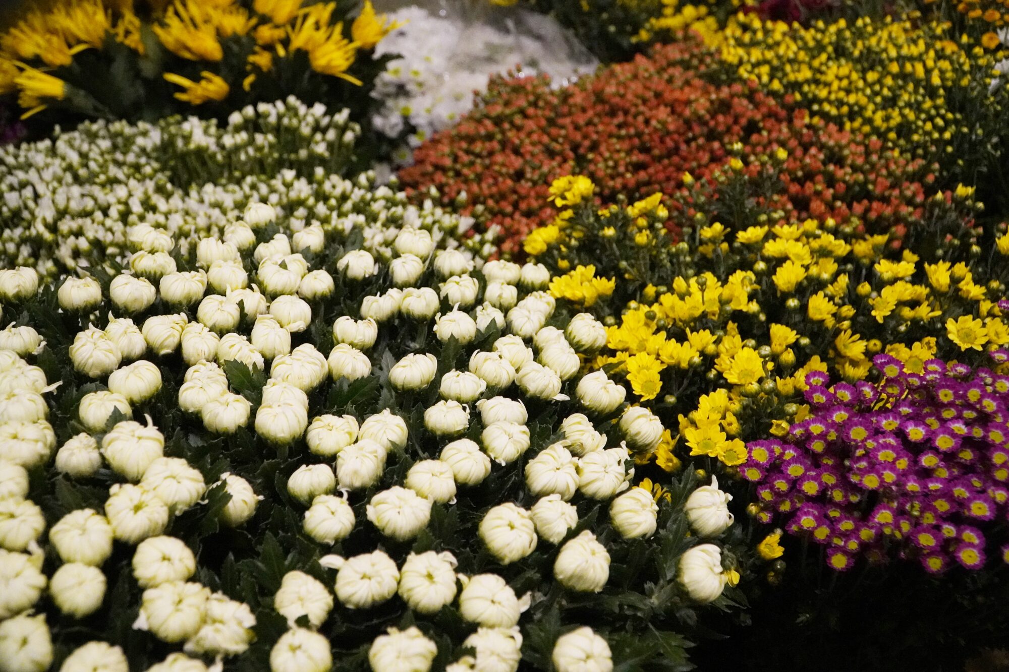 宮原生花店_菊