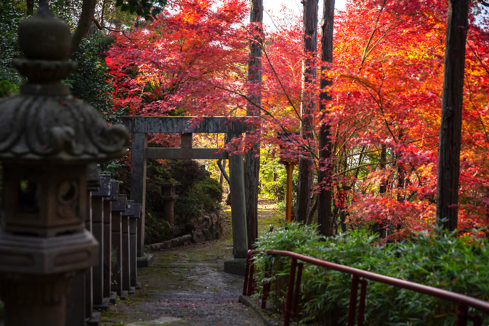 白雲大社参道の紅葉