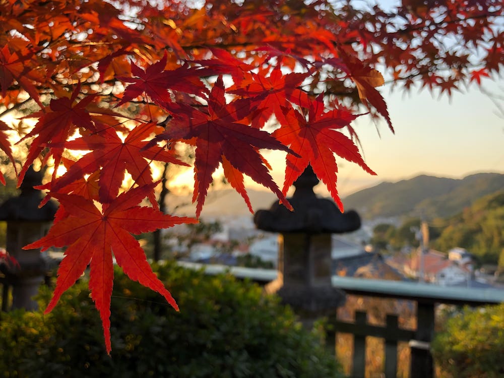 2021年白雲大社紅葉