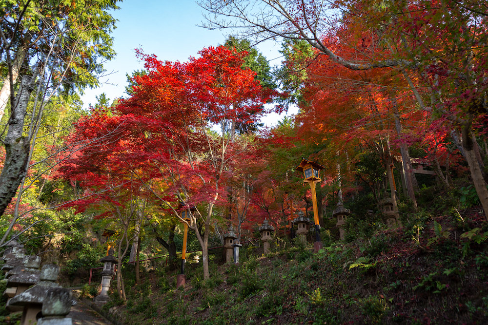 白雲大社参道の紅葉1