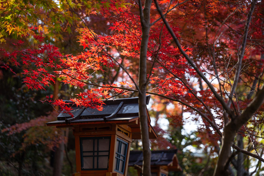 白雲大社参道の紅葉3