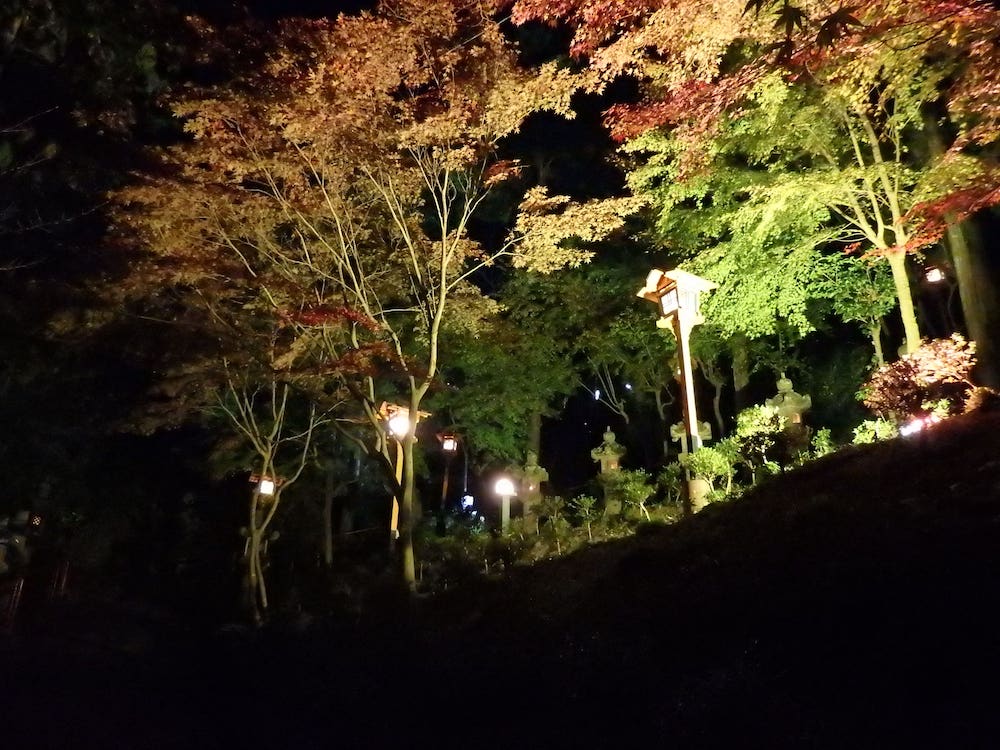 ライトアップされた紅葉