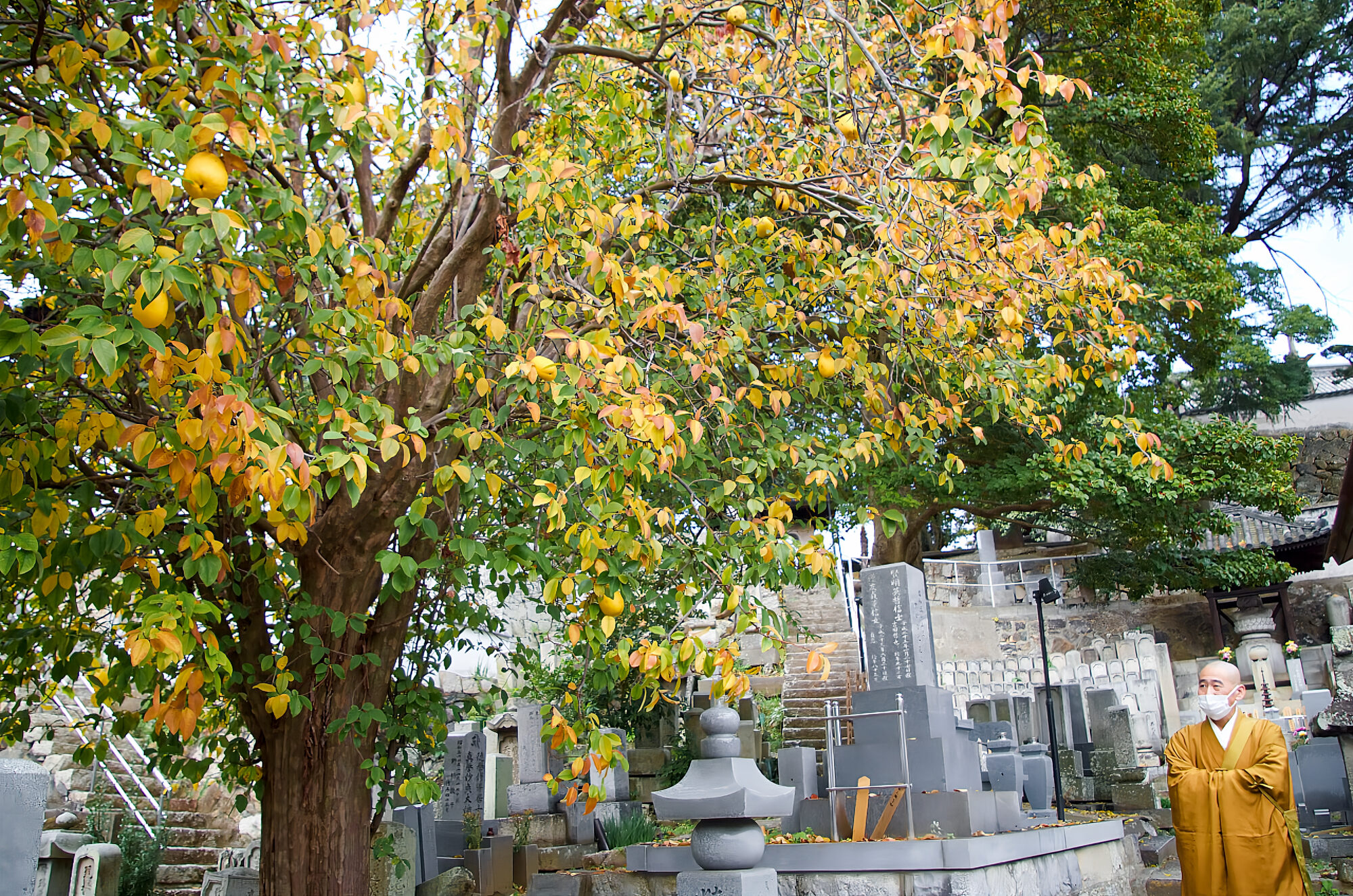 敷地内の花梨の木