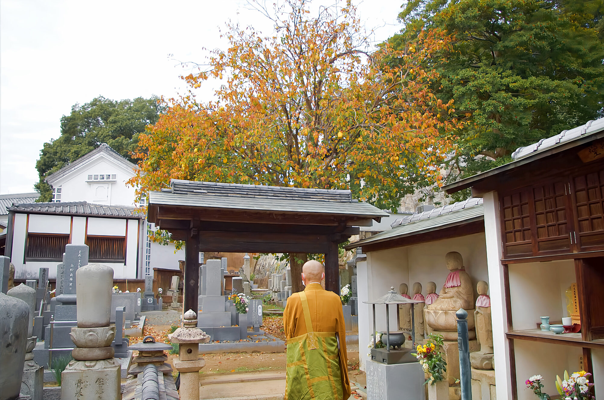 誓願寺 カリンの木
