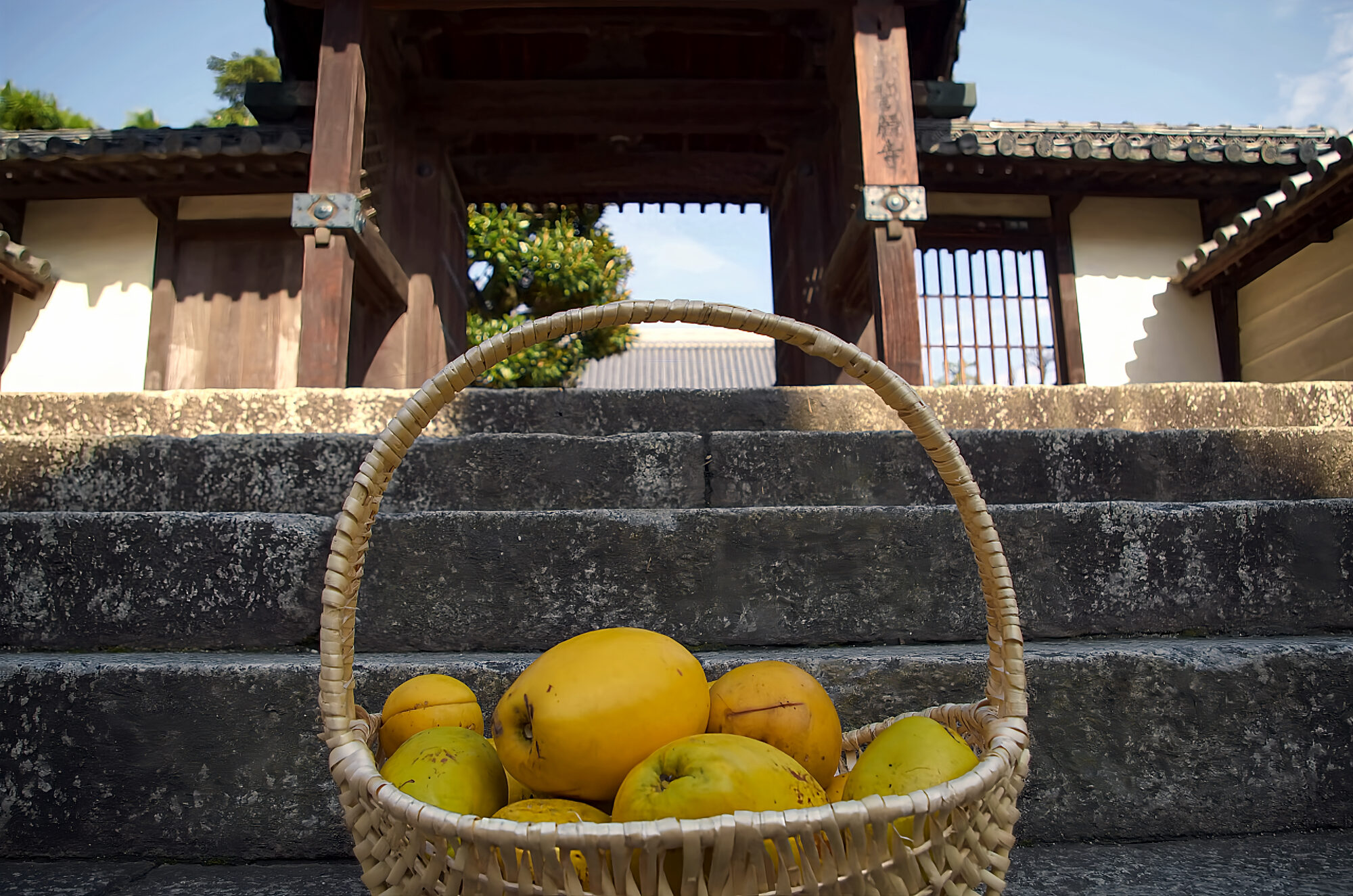 誓願寺　カリン