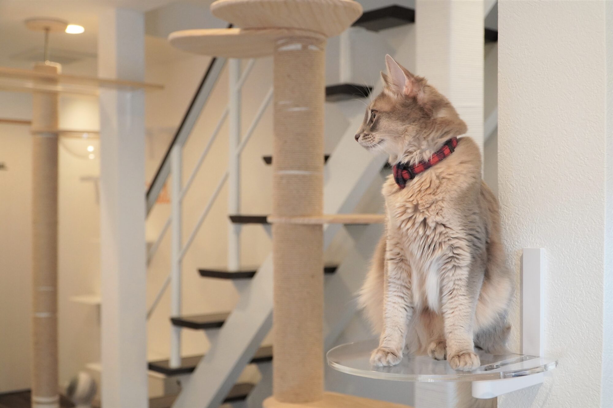 猫のようす