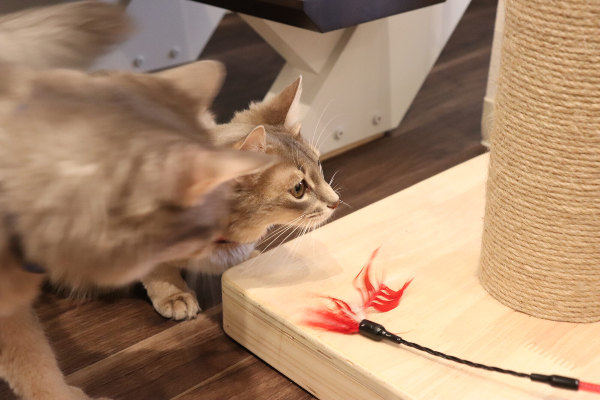 おもちゃで遊ぶ猫